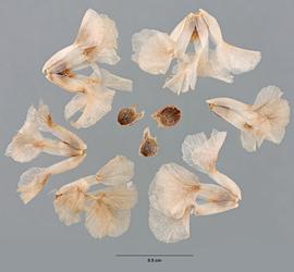   Fruits:   Halogeton glomeratus , with and without persistent perianth;nbsp;Photo by M. Maher, USDA APHIS PPQ ITP, imageID.idtools.org
